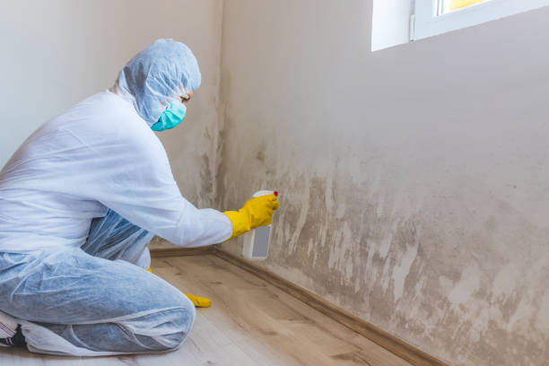 Licensed Commercial Mold Remediation service in Camden, NC - WQB Mold Removal